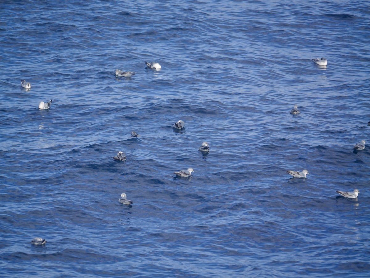 ハシブトクジラドリ - ML647064116