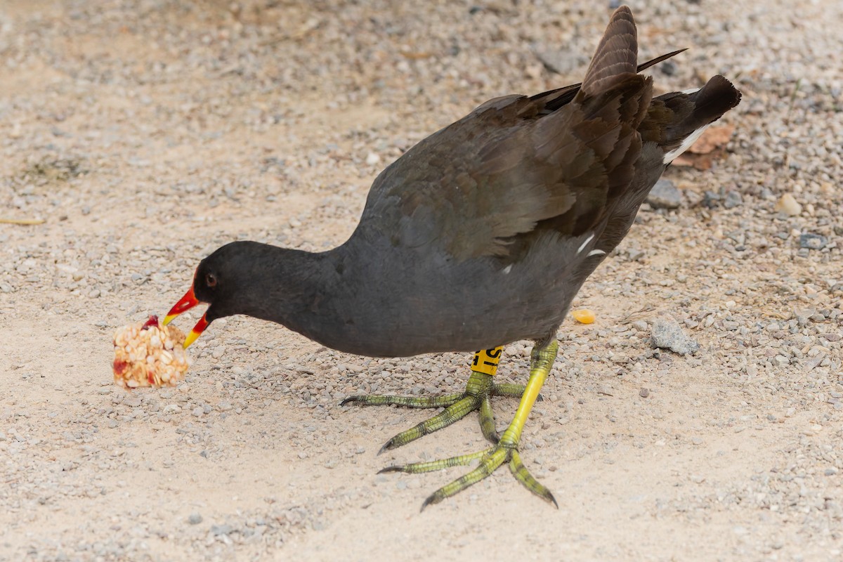 バン - ML647064120