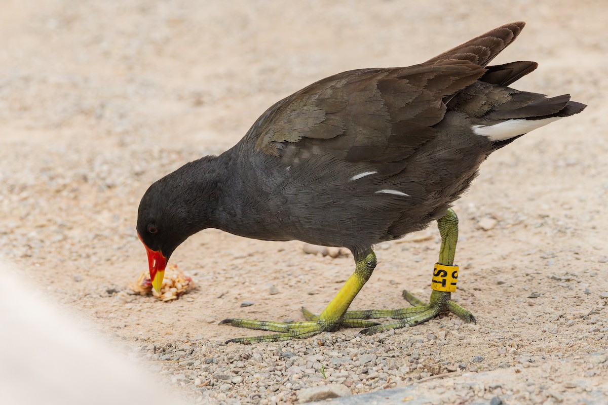 バン - ML647064121