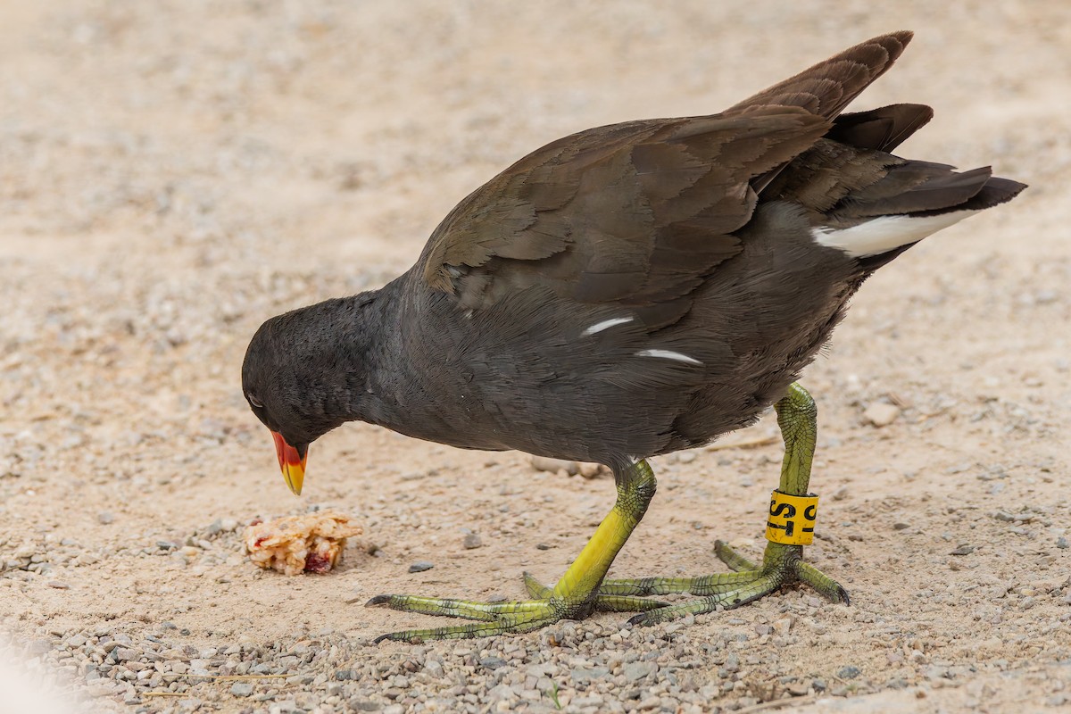 バン - ML647064122