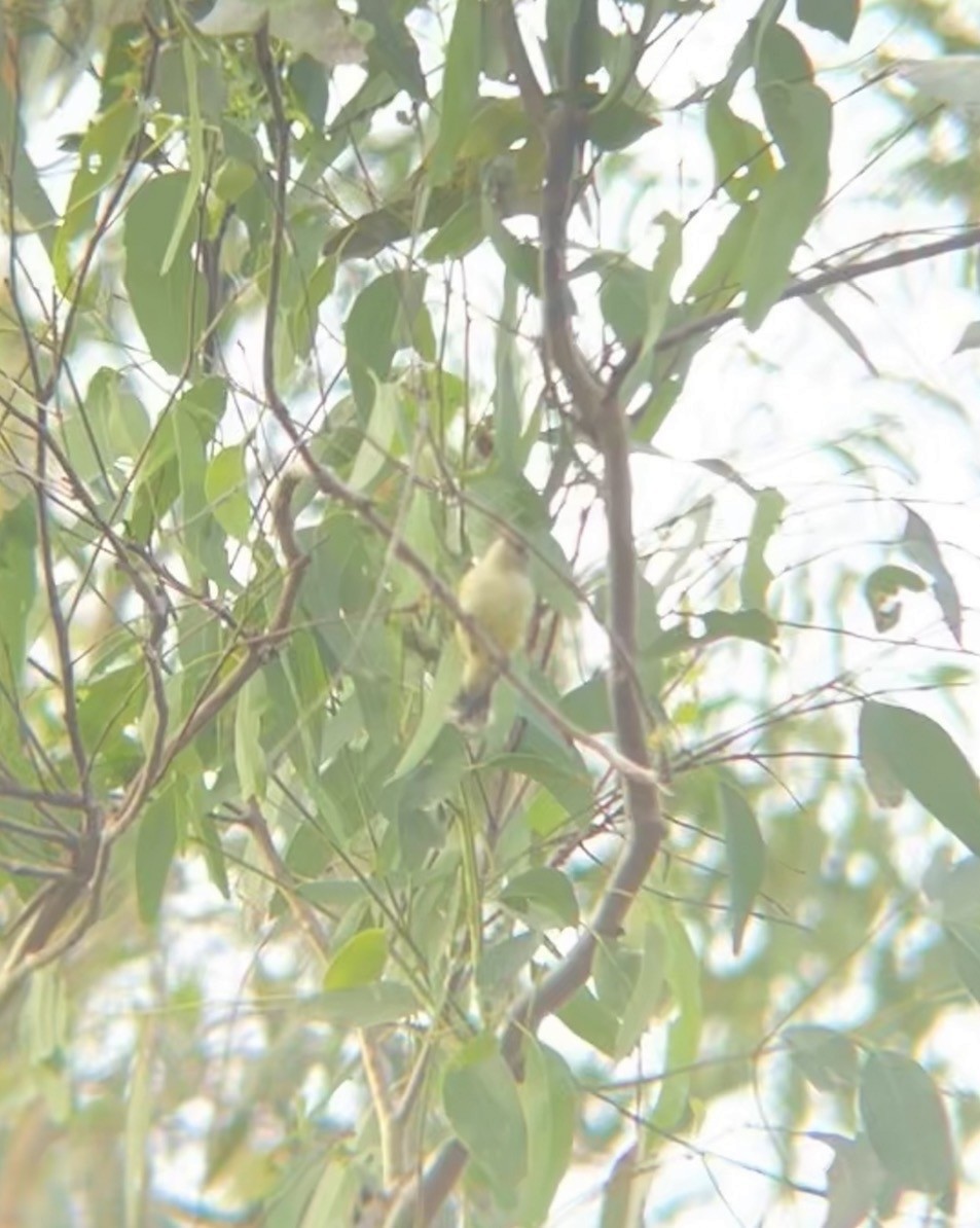 Weebill - ML647064123