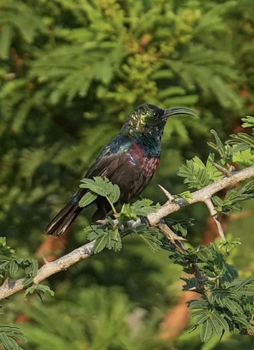 ヒガシニシキタイヨウチョウ - ML647064124