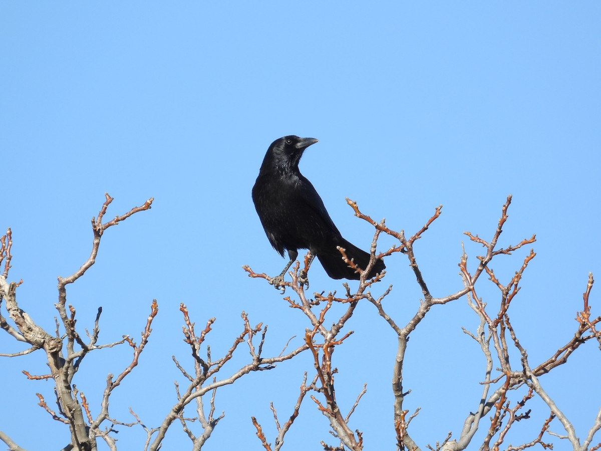 ハシボソガラス - ML647064125