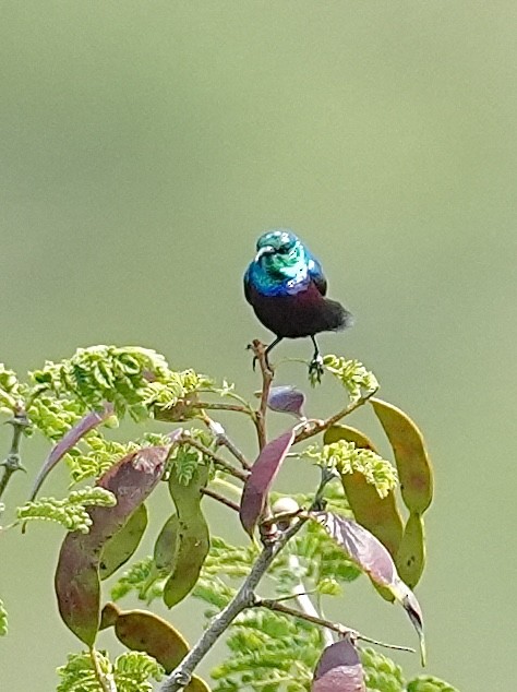 ヒメニシキタイヨウチョウ - ML647064126