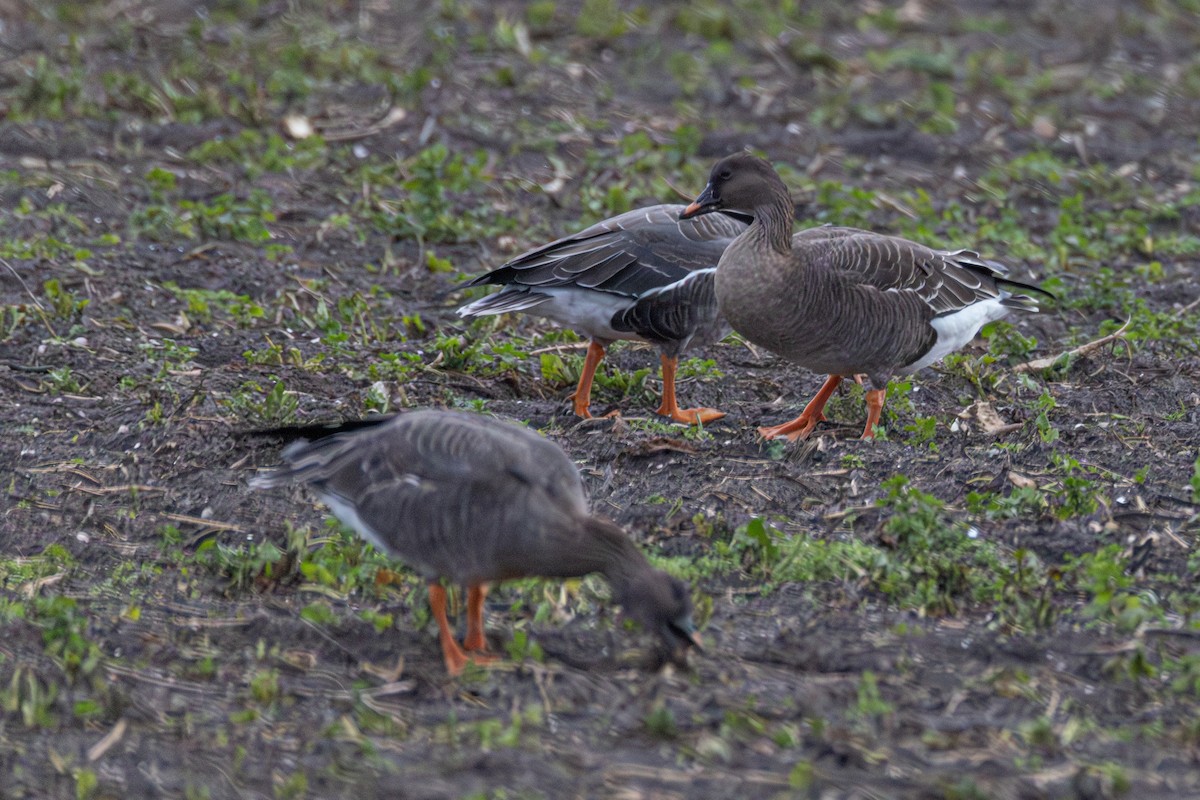 ヒシクイ - ML647064128