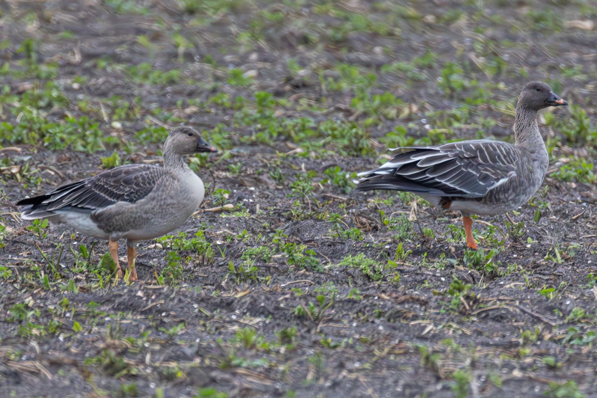 ヒシクイ - ML647064129