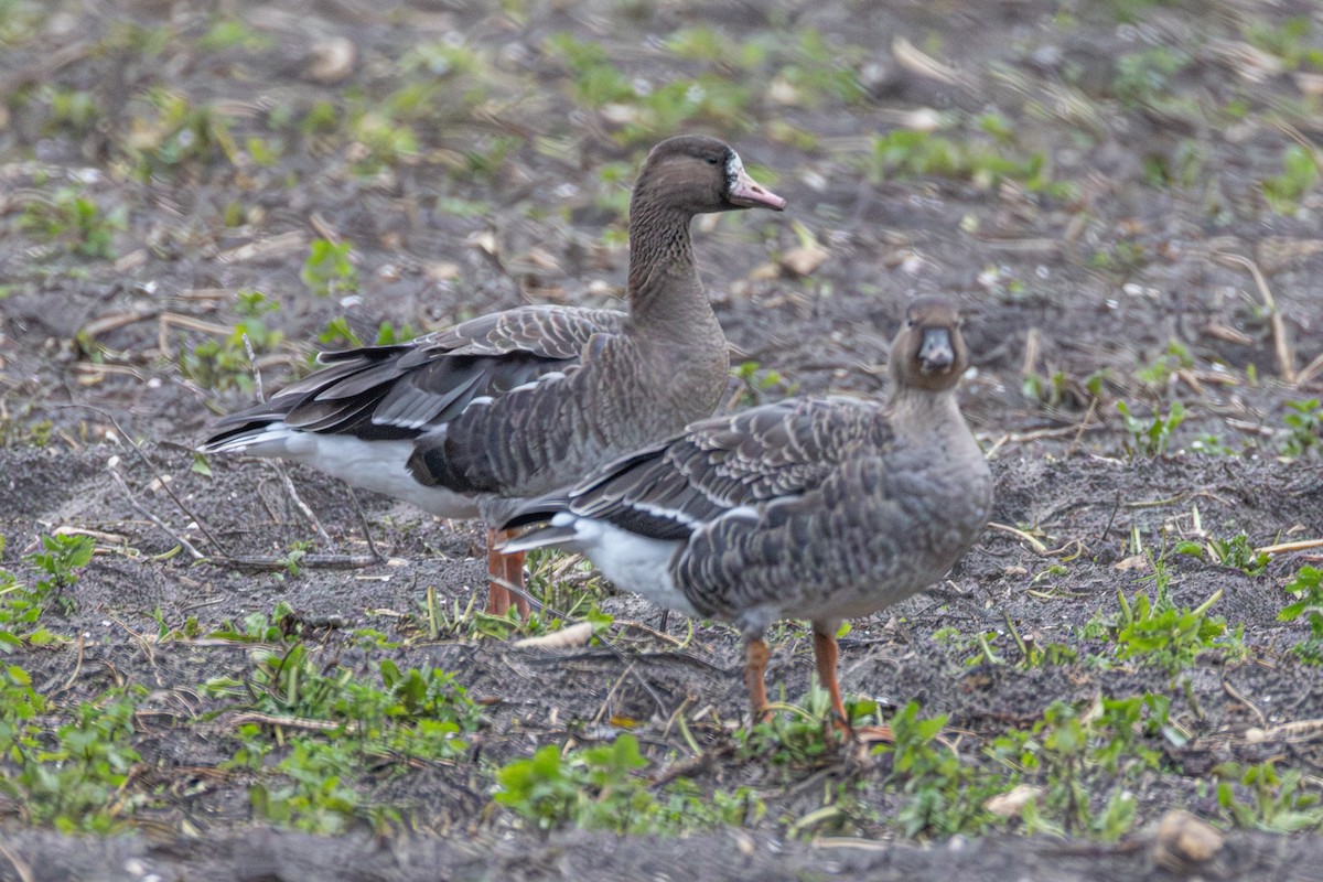 ヒシクイ - ML647064130