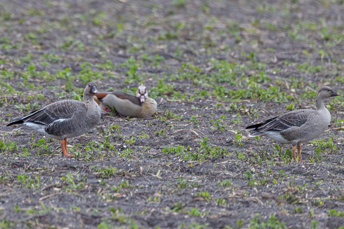 ヒシクイ - ML647064131