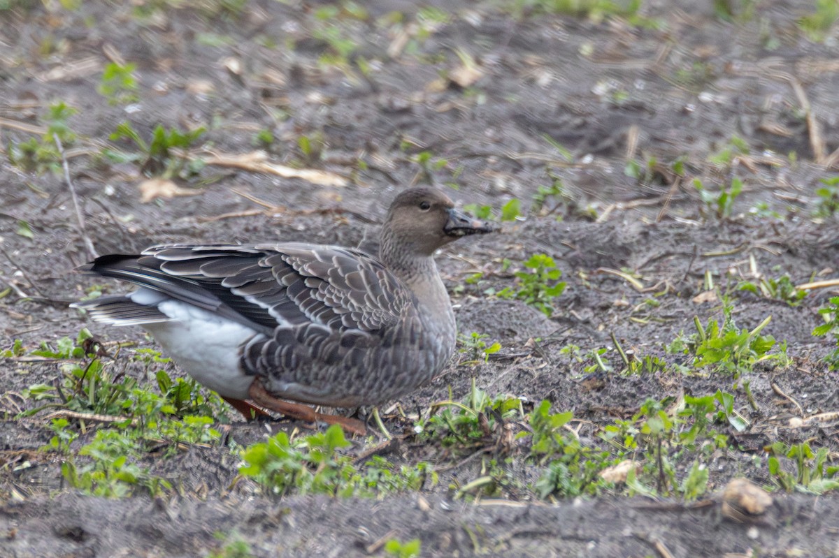 ヒシクイ - ML647064133