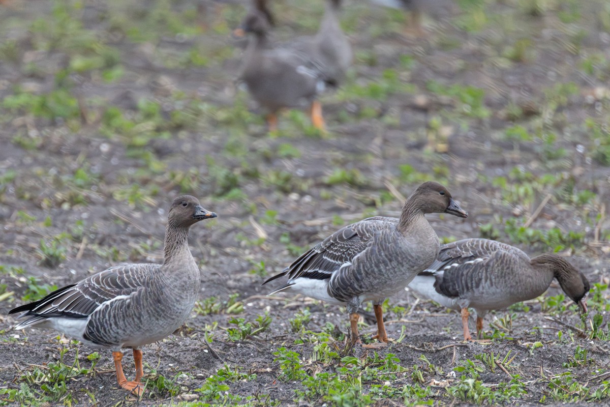 ヒシクイ - ML647064138