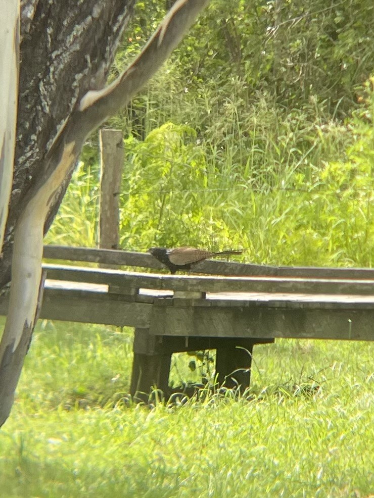 Pheasant Coucal - ML647064144
