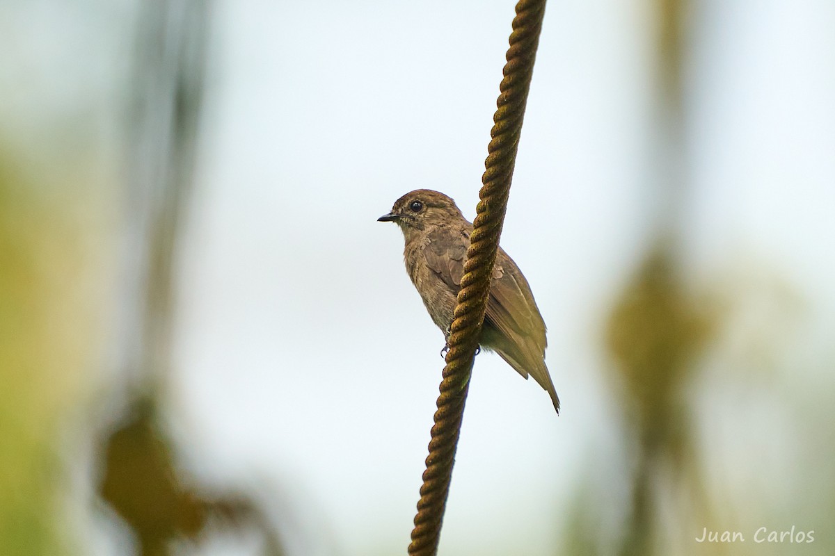Ussher's Flycatcher - ML647064148