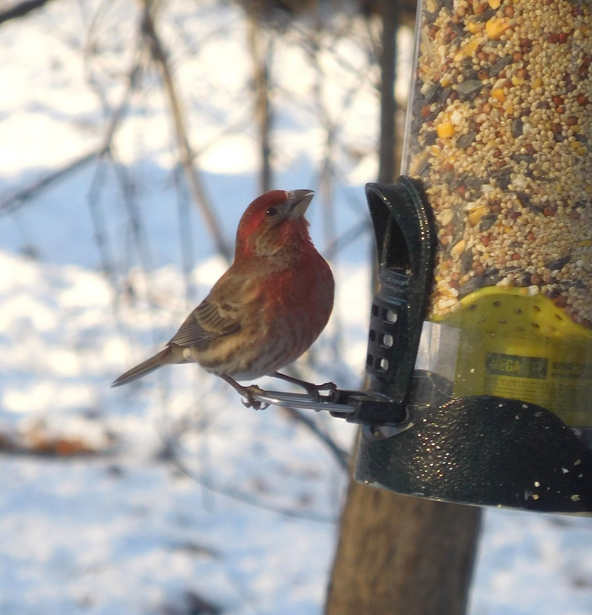 House Finch - ML647064157