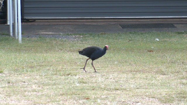 Австралийская султанка - ML647064161