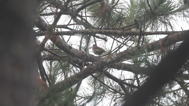 Чешуйчатый дрозд (dauma) - ML647064177