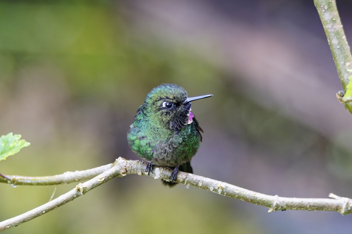 Tourmaline Sunangel - ML647064182