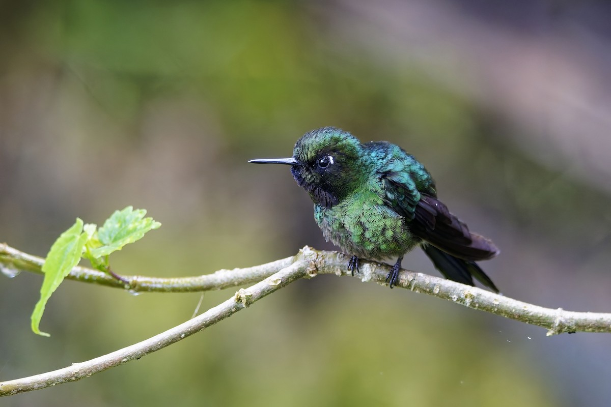 Tourmaline Sunangel - ML647064183