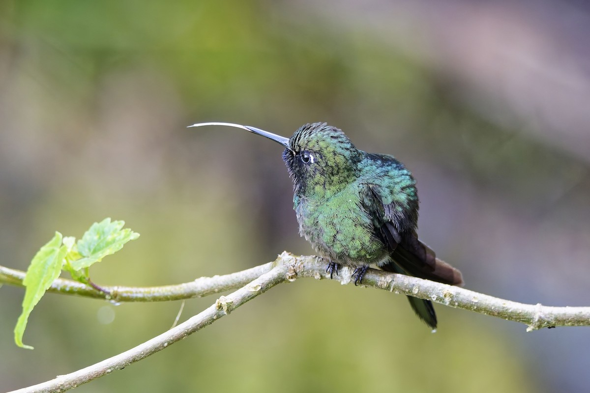 Tourmaline Sunangel - ML647064184