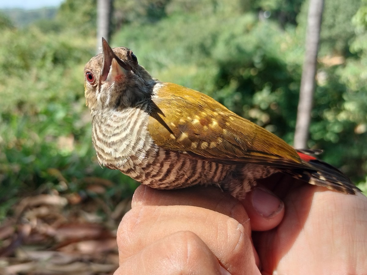 Red-rumped Woodpecker - ML647064206