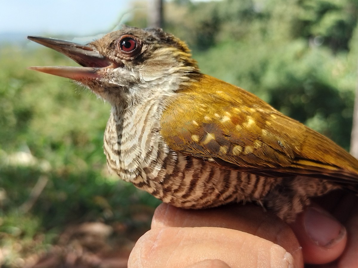 Red-rumped Woodpecker - ML647064207