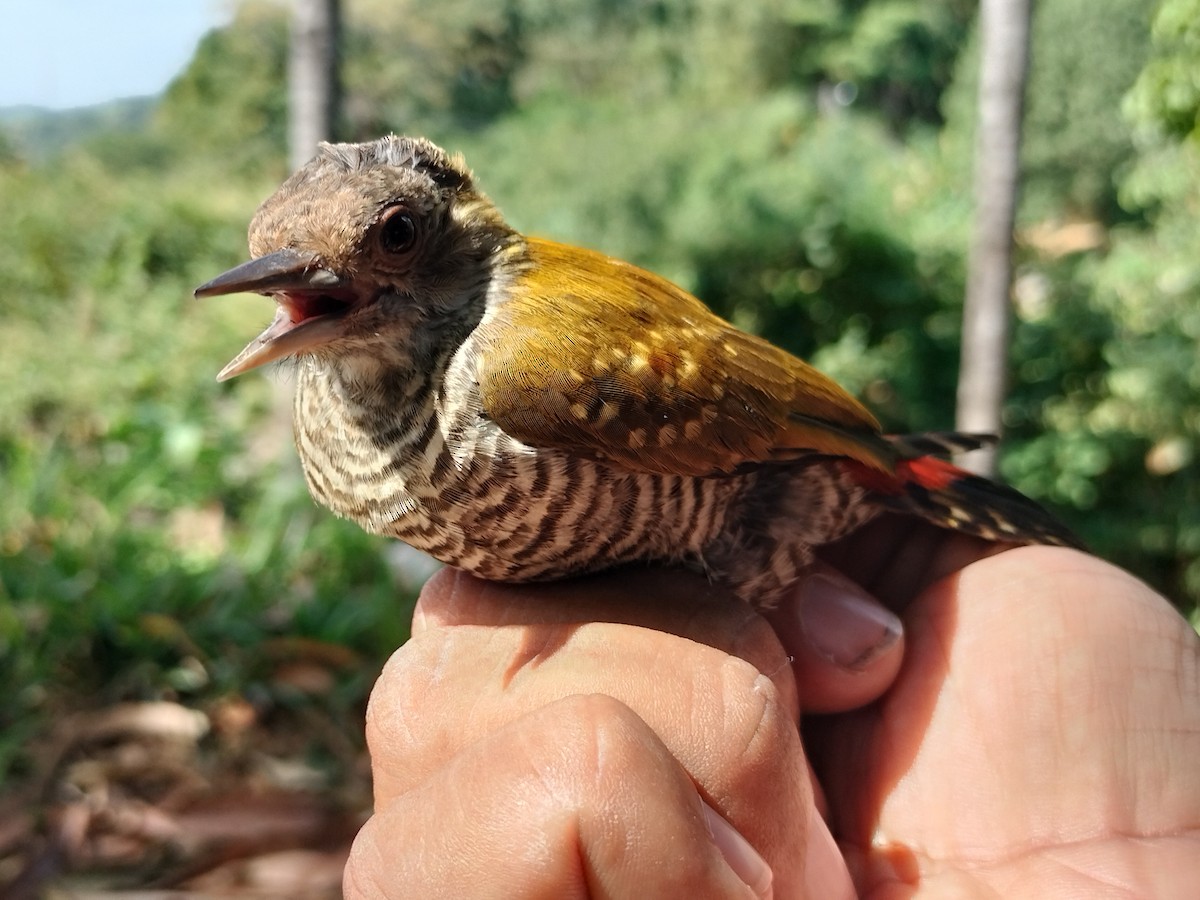Red-rumped Woodpecker - ML647064208