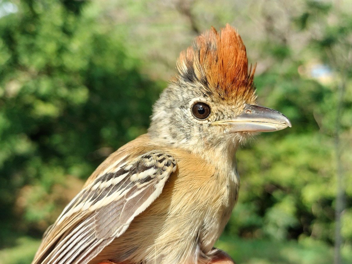 Black-crested Antshrike - ML647064211