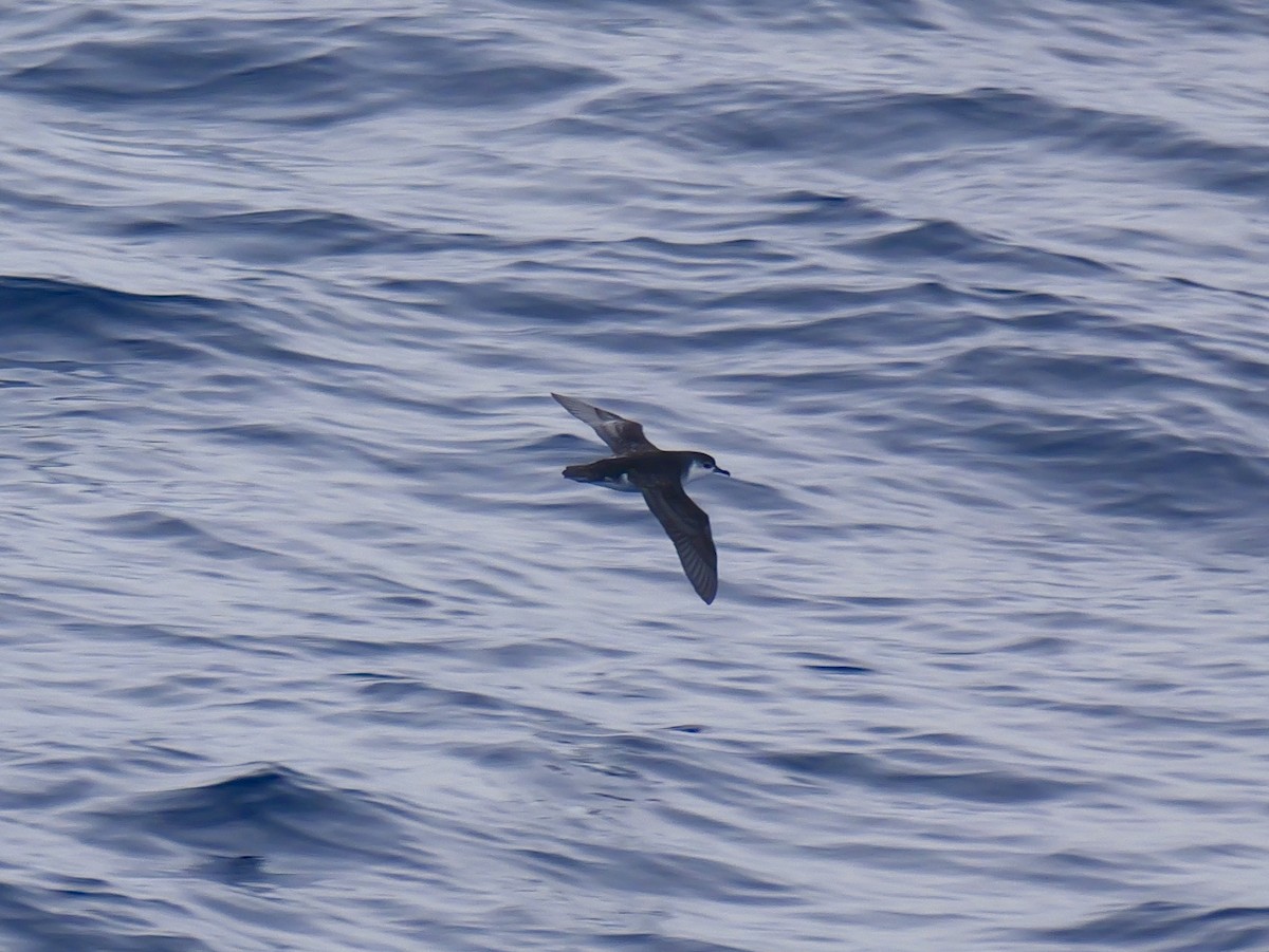 Subantarctic Shearwater - ML647064218