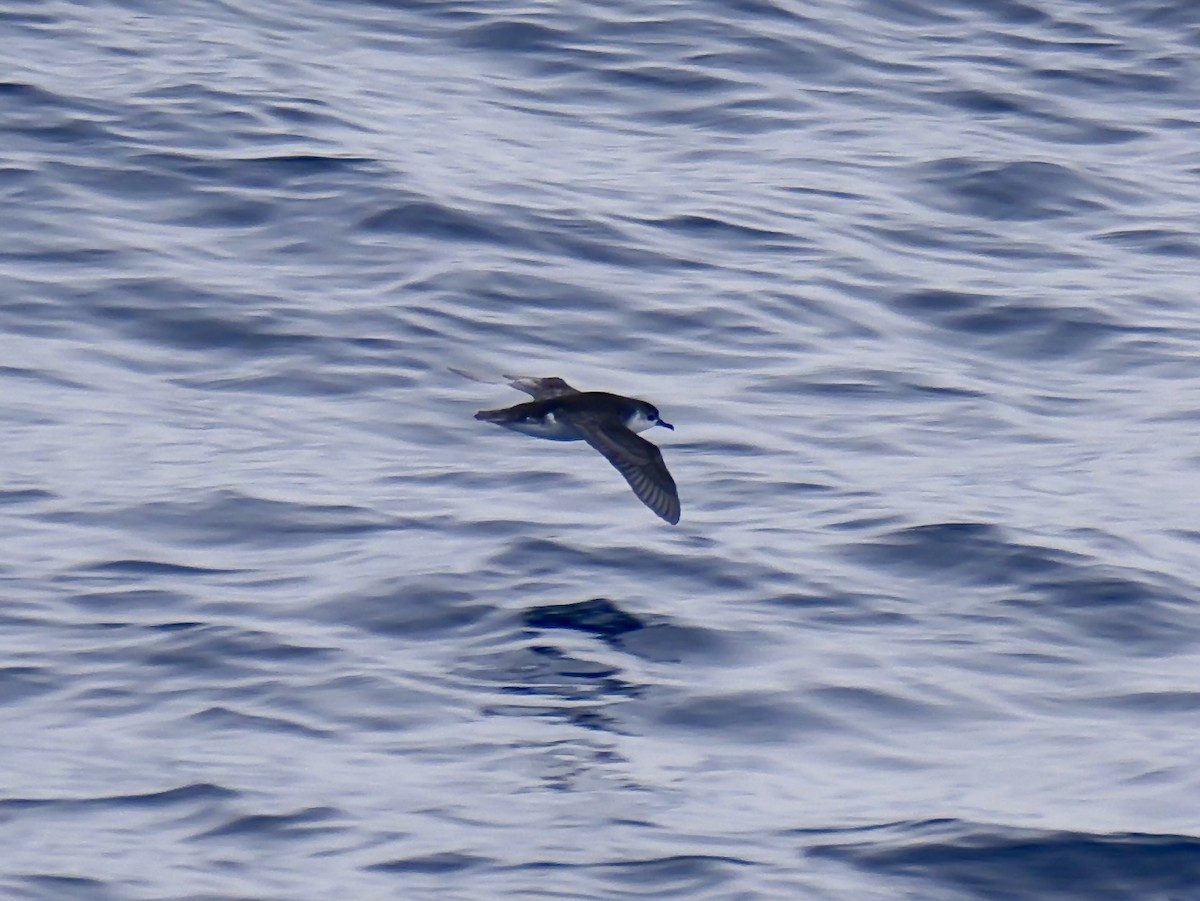 Subantarctic Shearwater - ML647064219