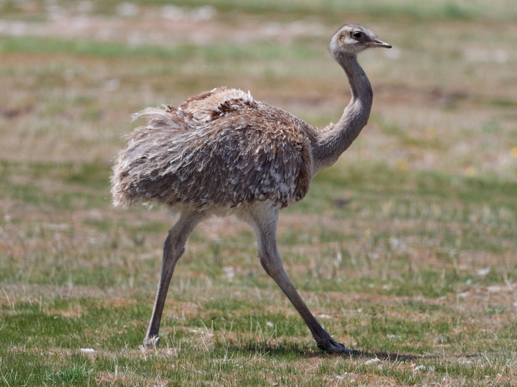 Lesser Rhea (Darwin's) - ML647064230