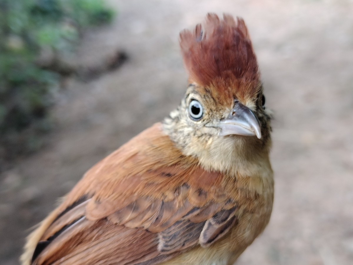 Barred Antshrike - ML647064231