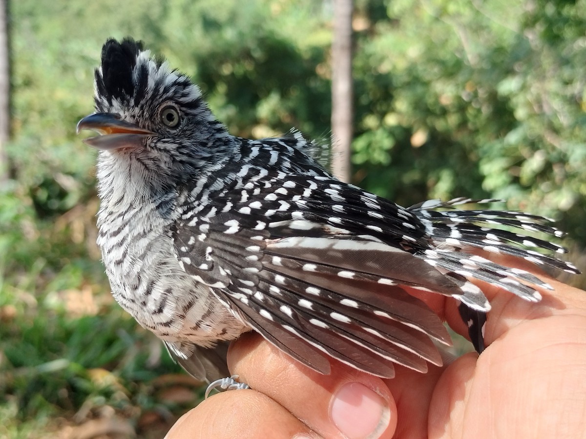 Barred Antshrike - ML647064232