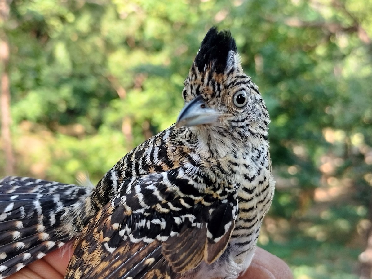 Barred Antshrike - ML647064233