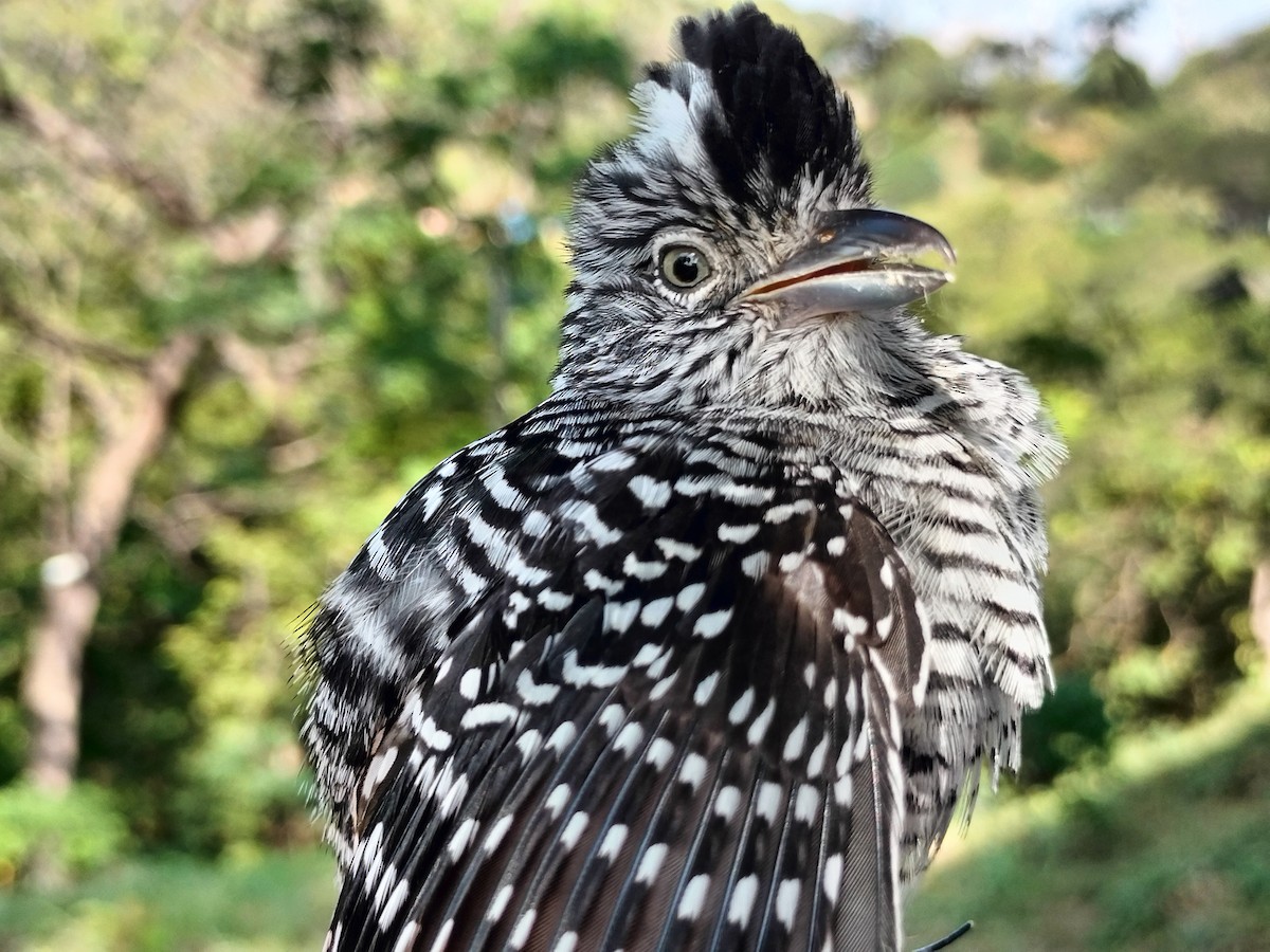 Barred Antshrike - ML647064236