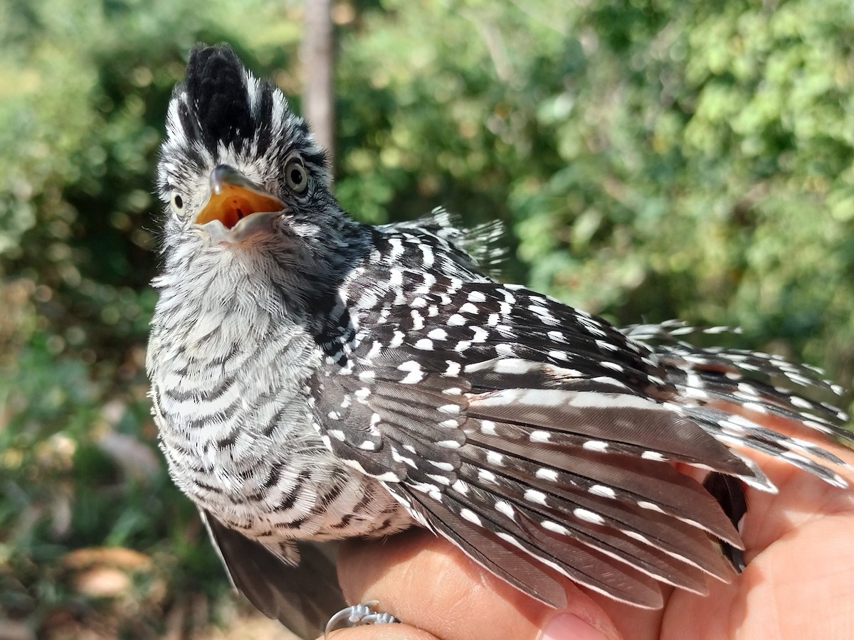 Barred Antshrike - ML647064237