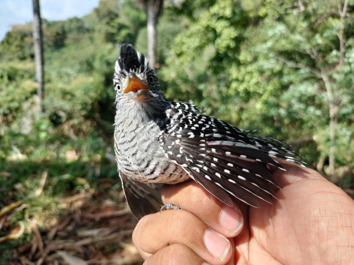 Barred Antshrike - ML647064238