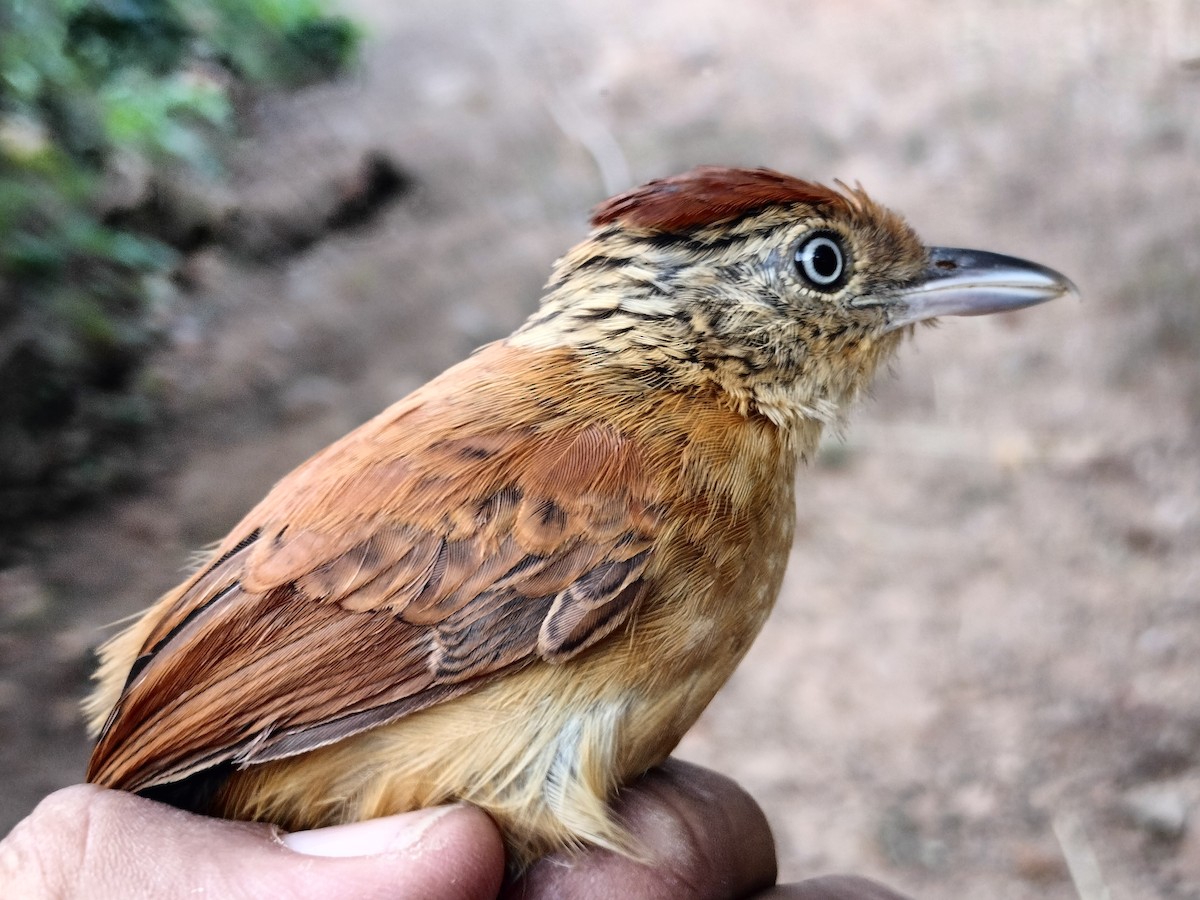 Barred Antshrike - ML647064239