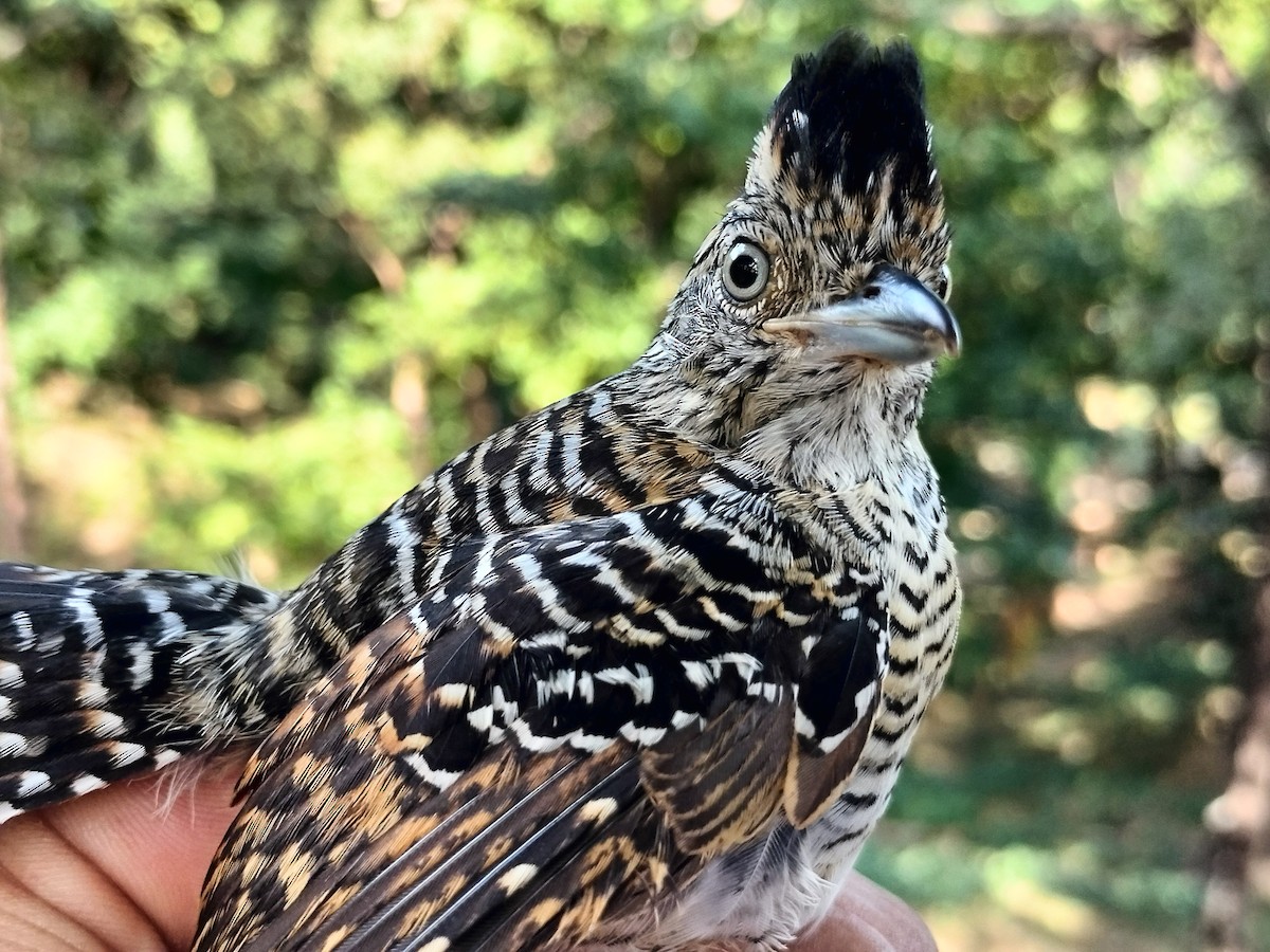 Barred Antshrike - ML647064242