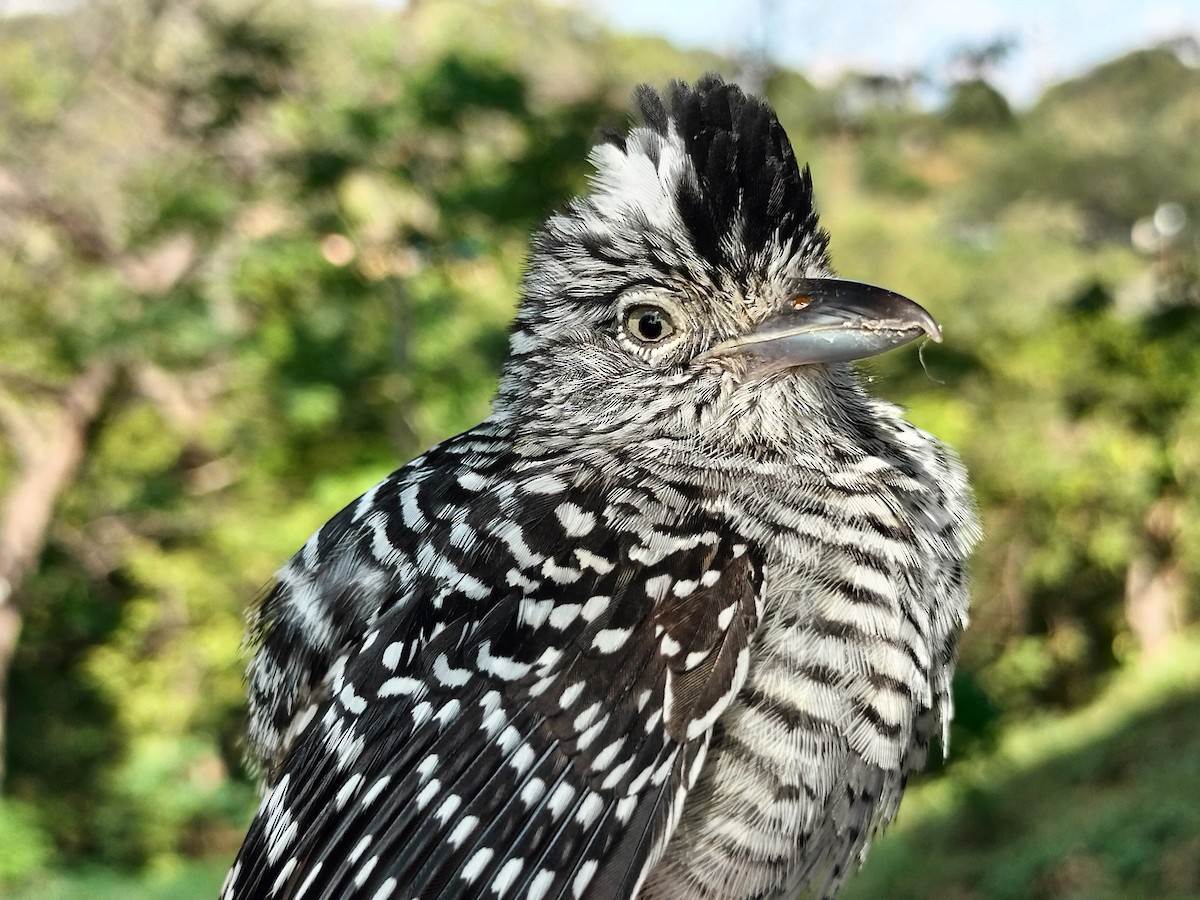 Barred Antshrike - ML647064243