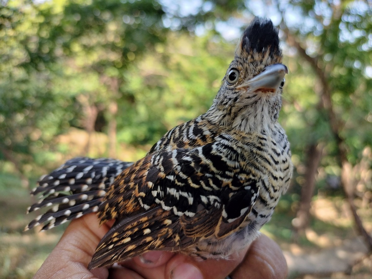 Barred Antshrike - ML647064244
