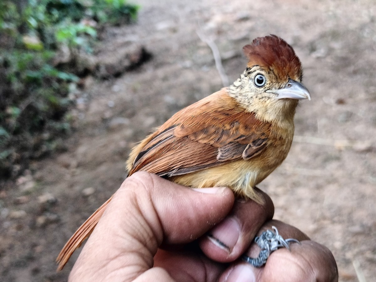 Barred Antshrike - ML647064245