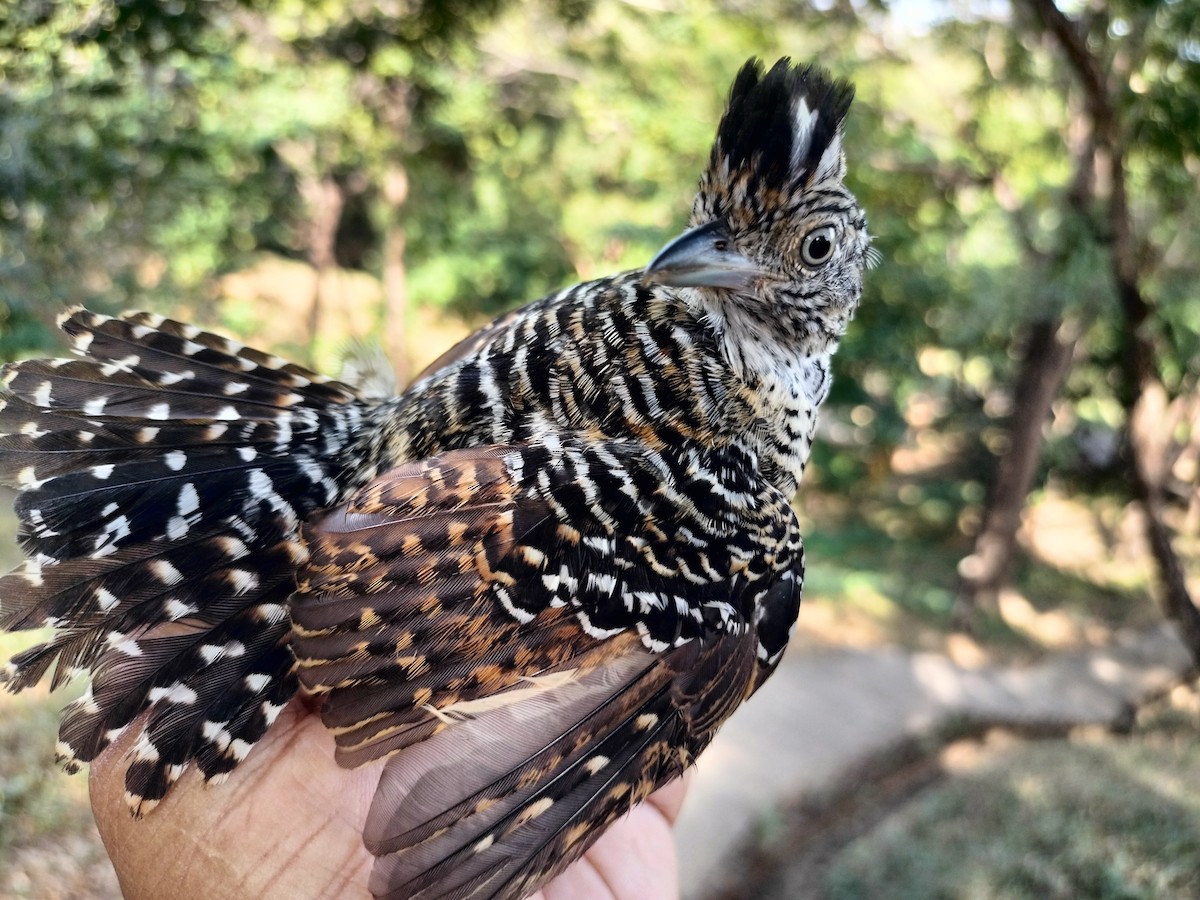 Barred Antshrike - ML647064246