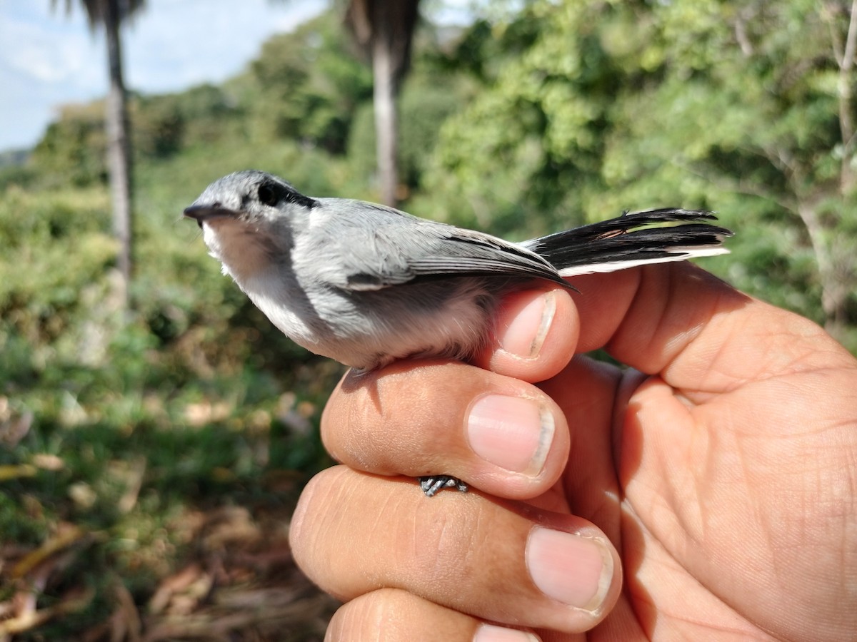 Tropical Gnatcatcher - ML647064255