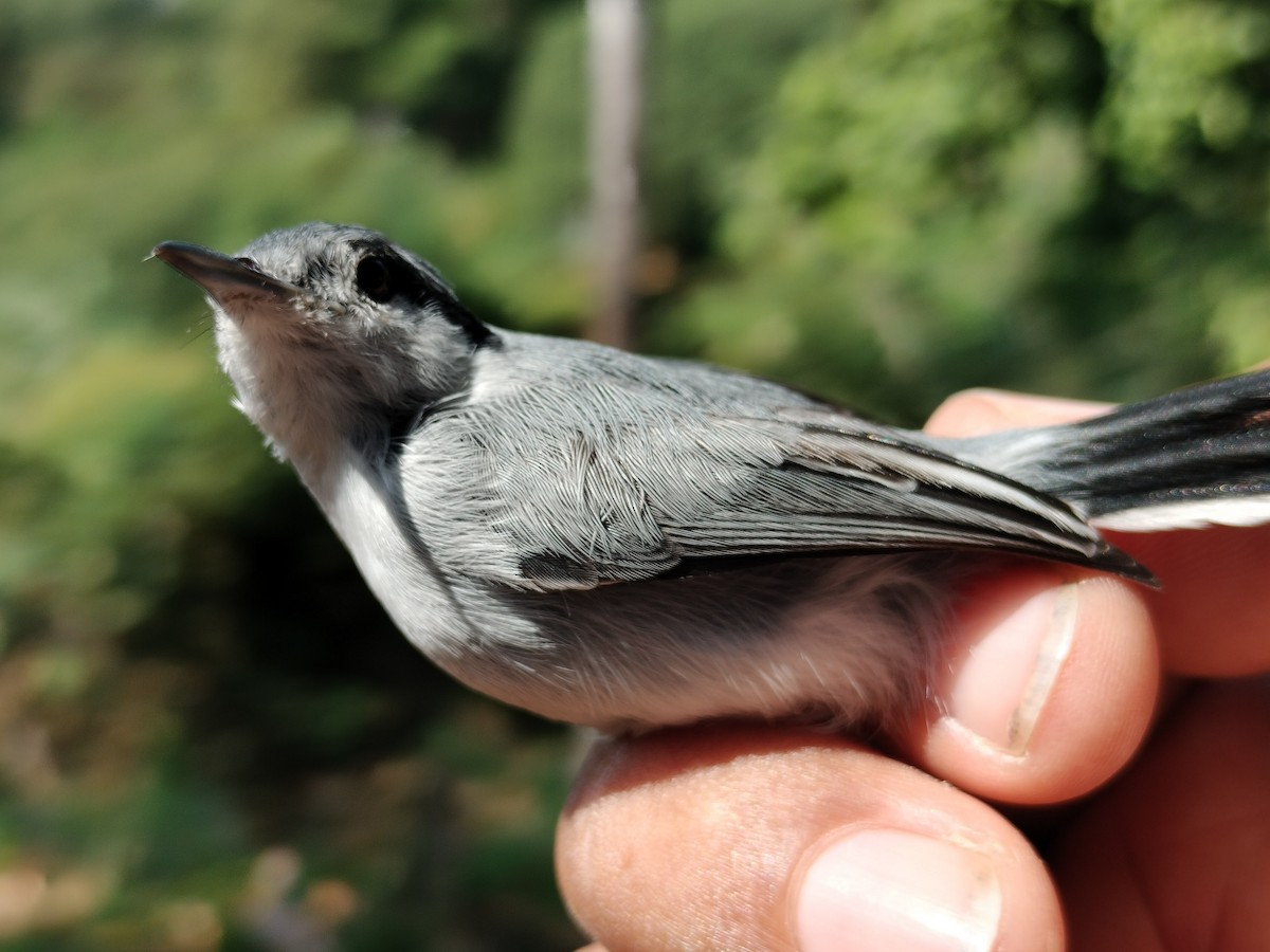 Tropical Gnatcatcher - ML647064256