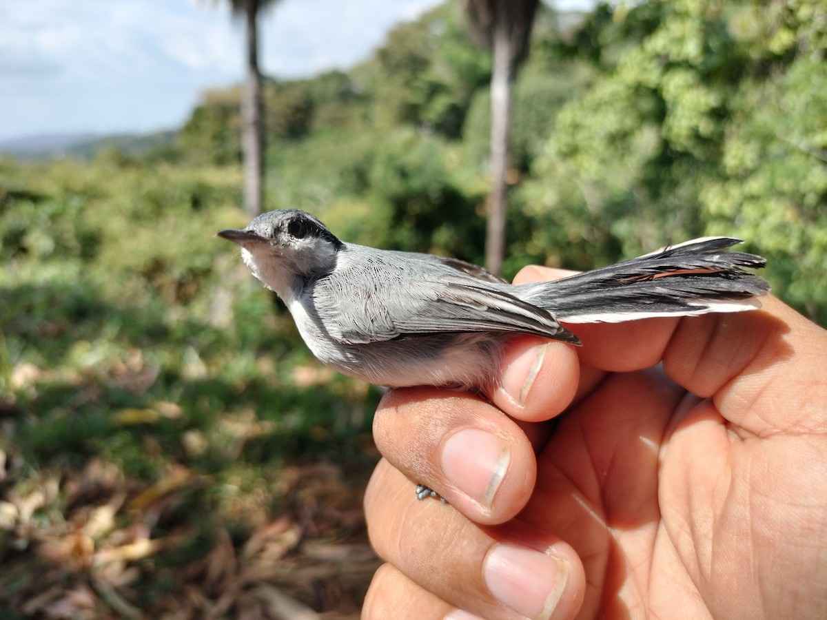 Tropical Gnatcatcher - ML647064257
