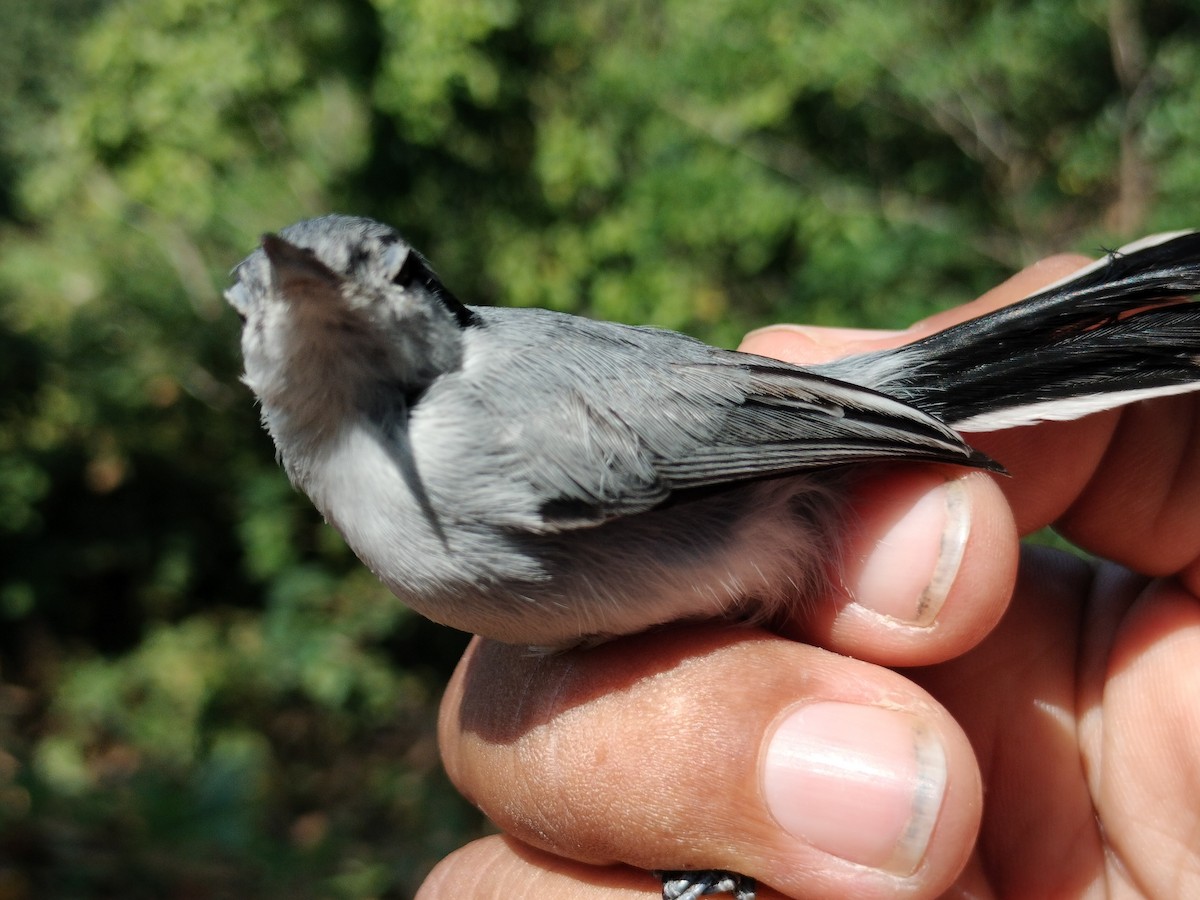 Tropical Gnatcatcher - ML647064258