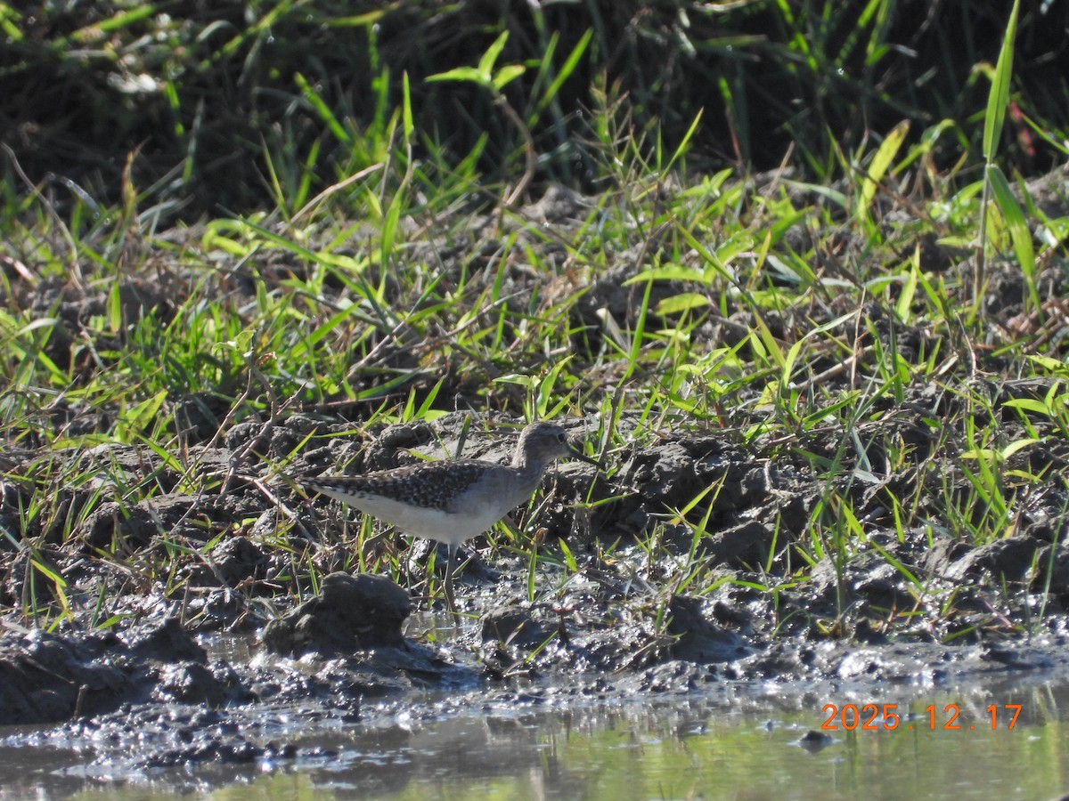 vodouš bahenní - ML647064262