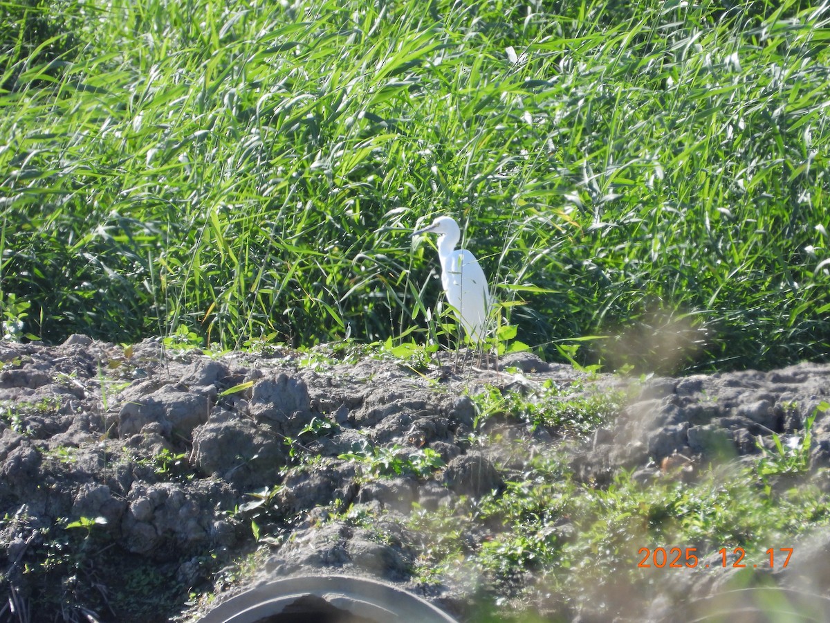 Little Egret - ML647064275