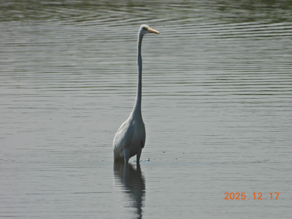 Great Egret - ML647064281