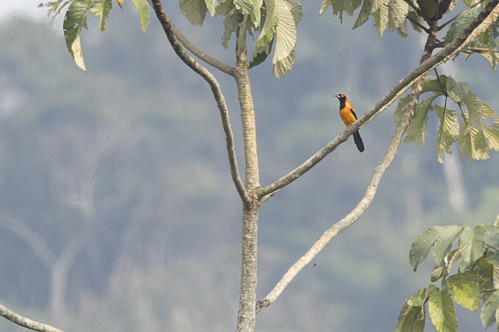 Orange-backed Troupial - ML647064287