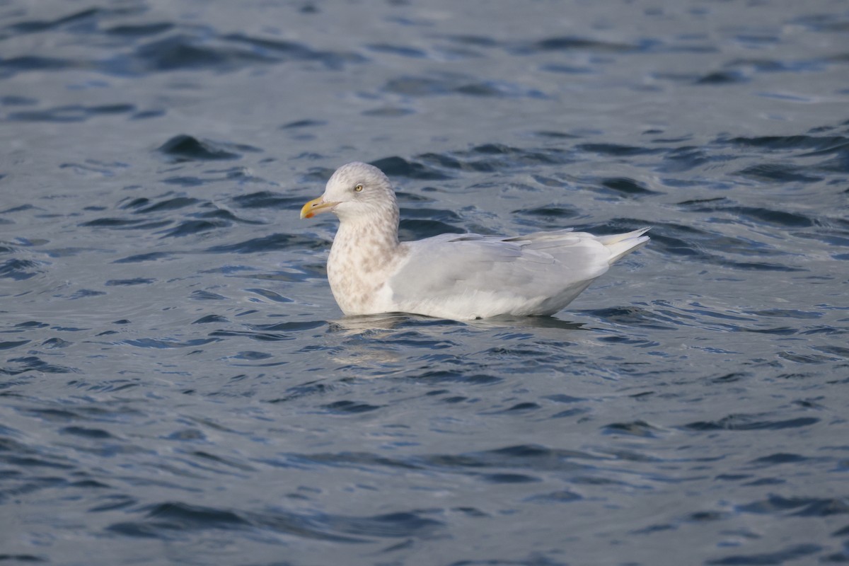 Glaucous Gull - ML647064310